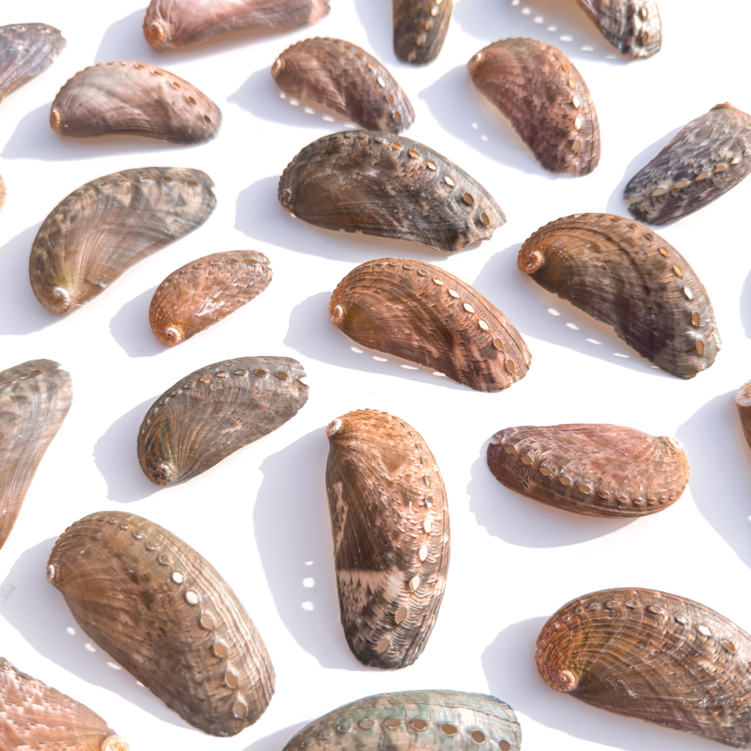 Rainbow Galaxy Abalone Shells Small Size