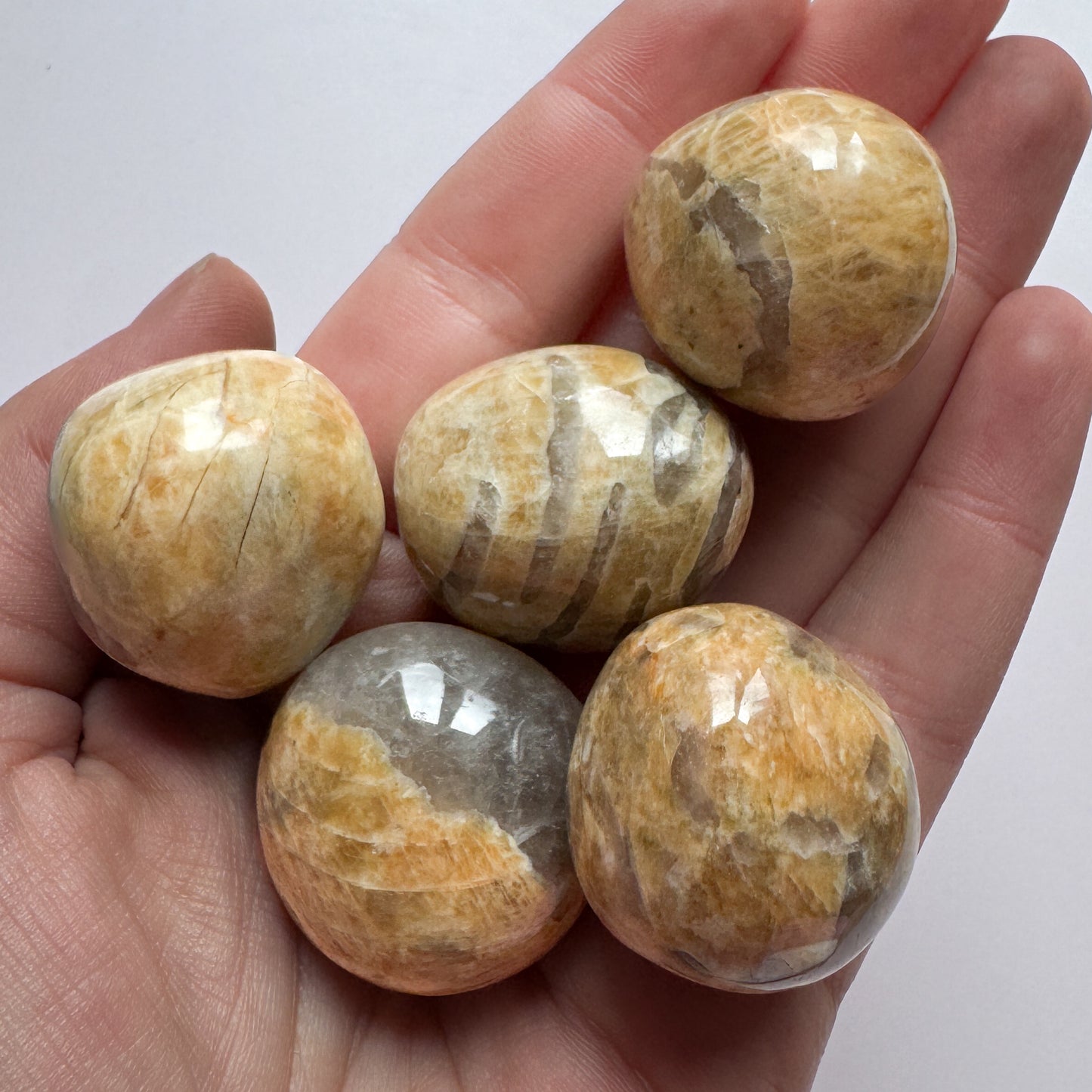 Zebradorite x5