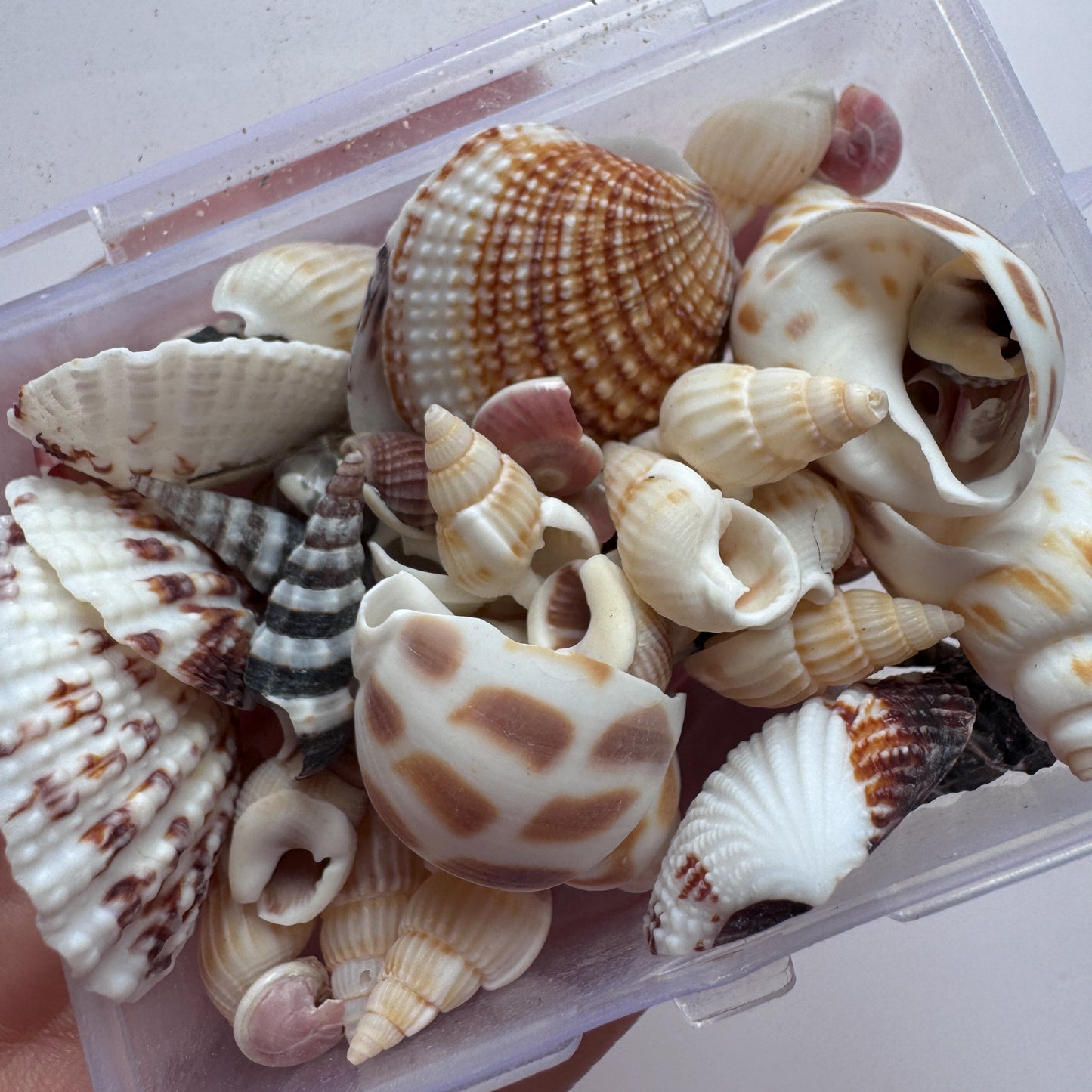 Box Of Mini Shells