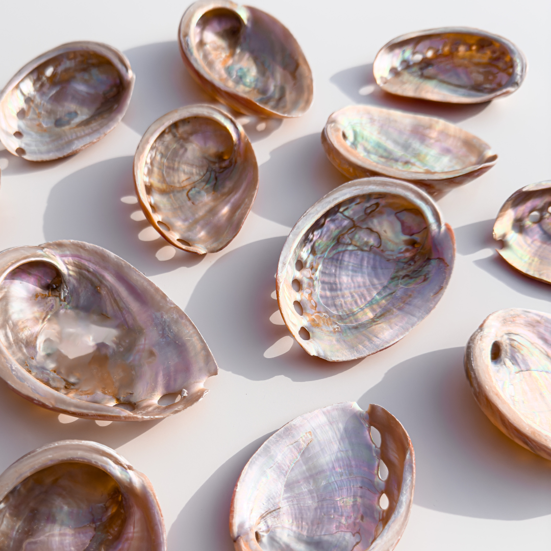 Red Abalone Shells
