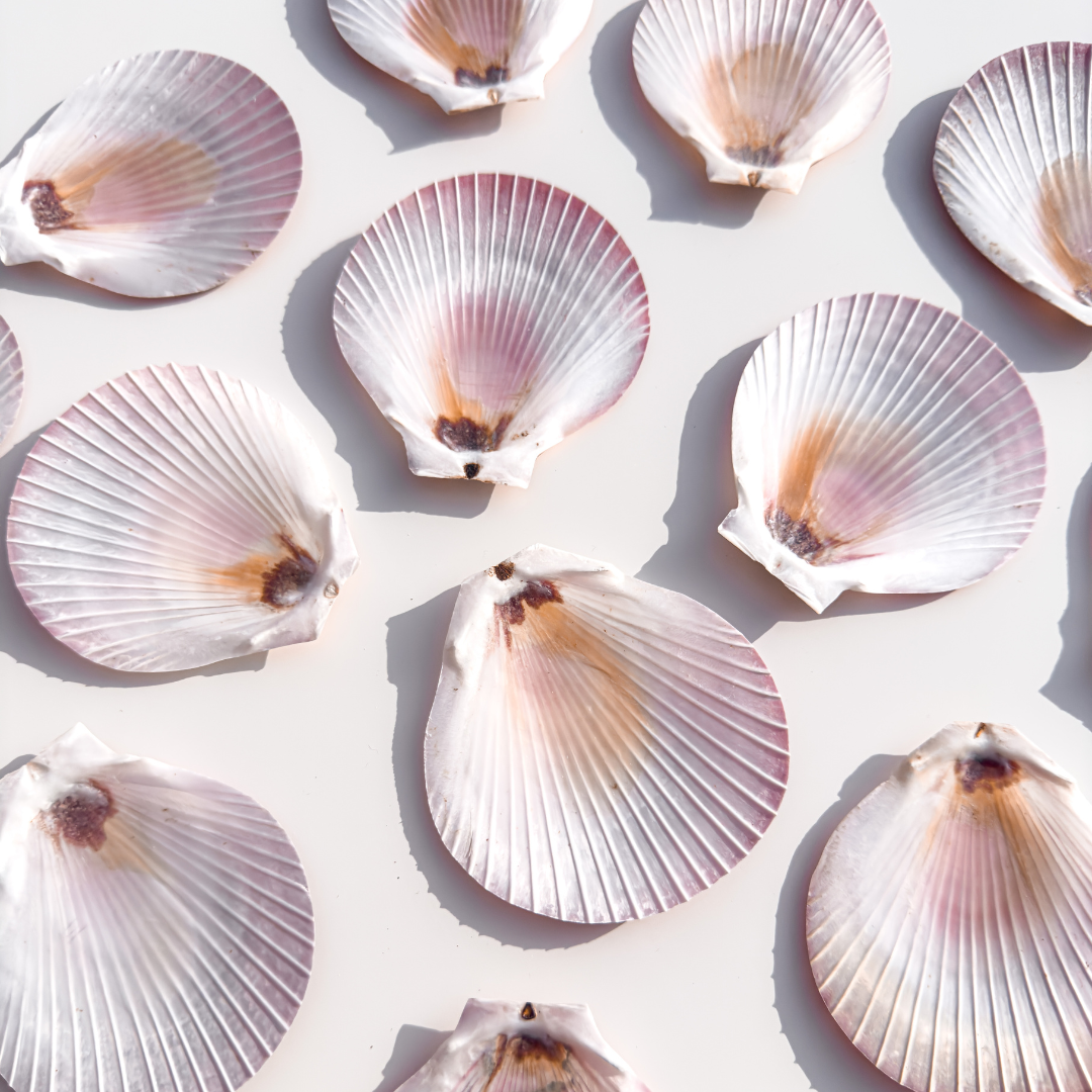 Harvest Moon Scallop Shells