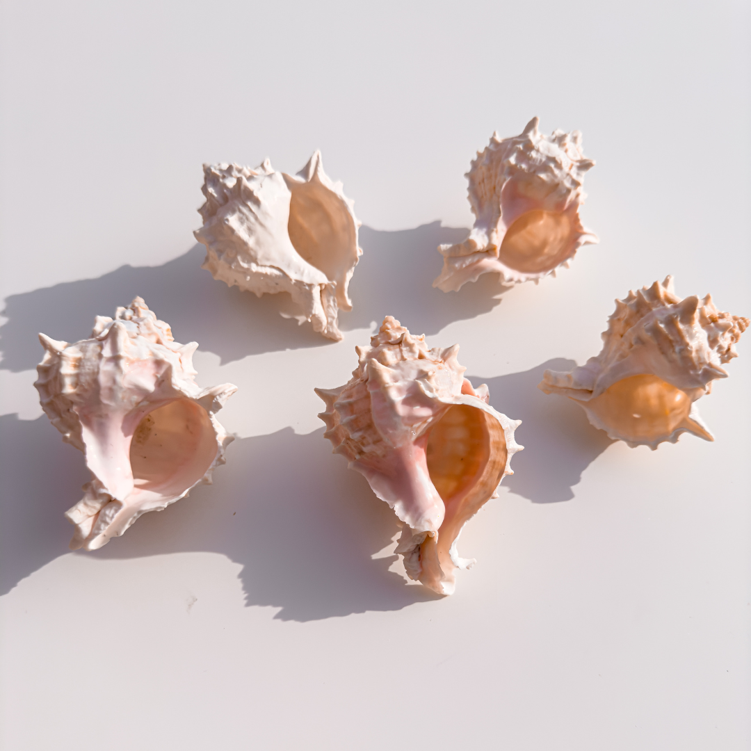 Pink Murex Shells