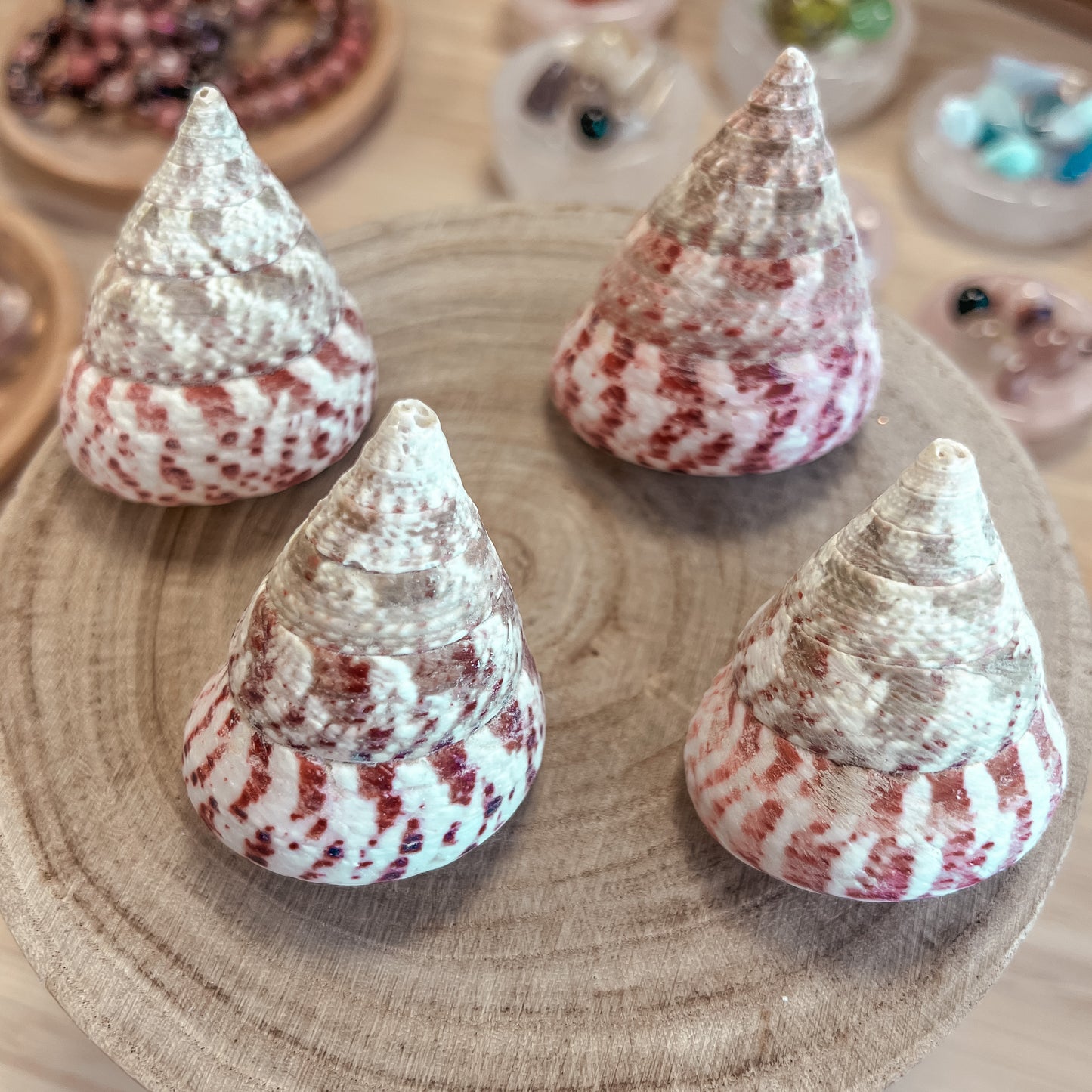 Troca Strawberry Seashell