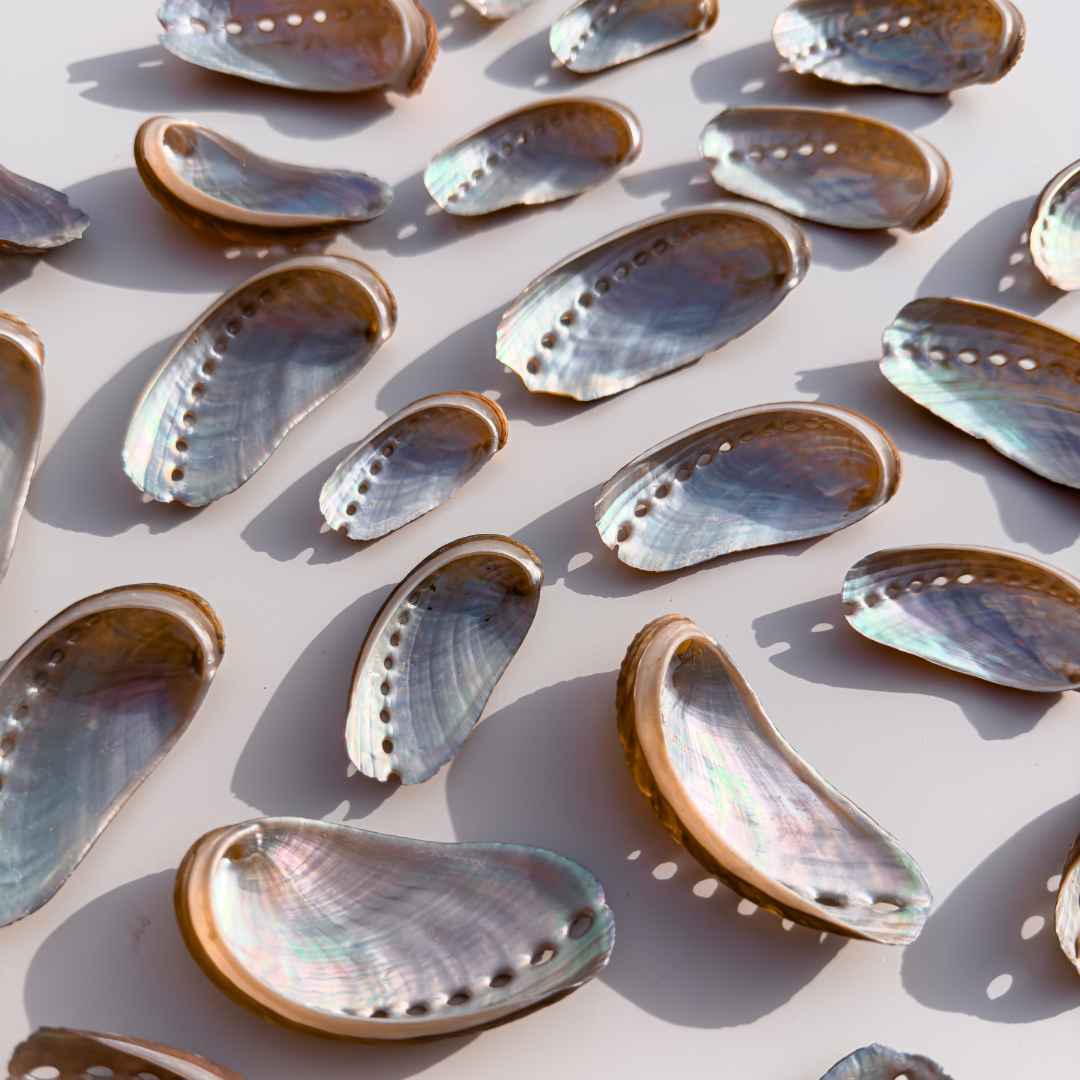 Rainbow Galaxy Abalone Shells Small Size