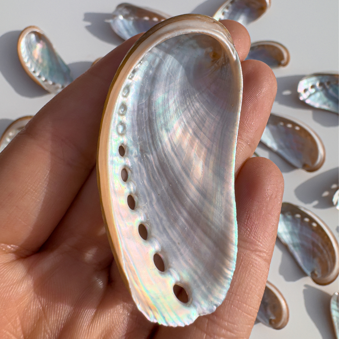 Rainbow Galaxy Abalone Shells Small Size