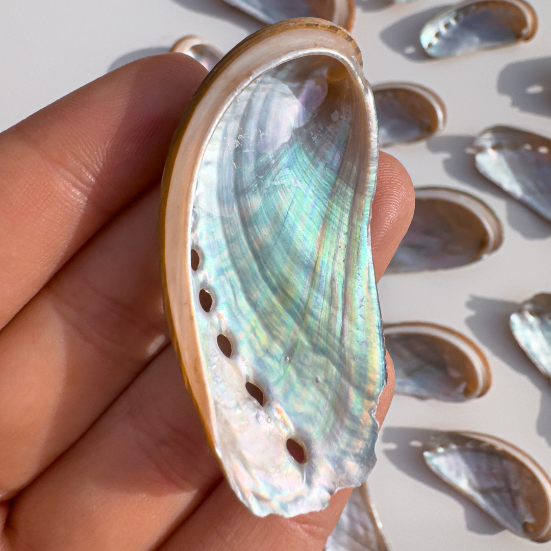 Rainbow Galaxy Abalone Shells Small Size