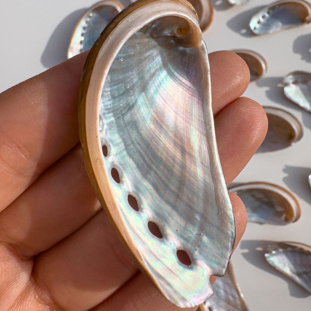 Rainbow Galaxy Abalone Shells Small Size