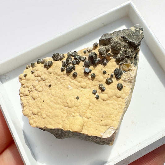 Pyrite (Warden Point, Isle Of Sheppey, Kent)