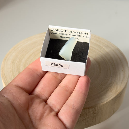 UV Reactive Opal (Virgin Valley, Humboldt co., Nevada, USA) 22959
