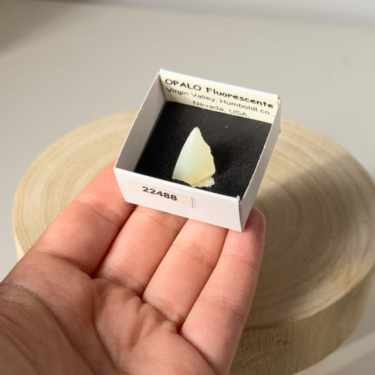 UV Reactive Opal (Virgin Valley, Humboldt co., Nevada, USA) 22488