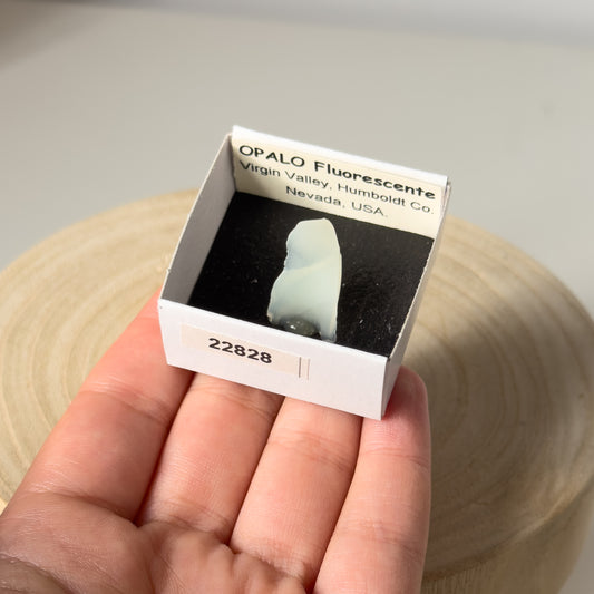 UV Reactive Opal (Virgin Valley, Humboldt co., Nevada, USA) 22828