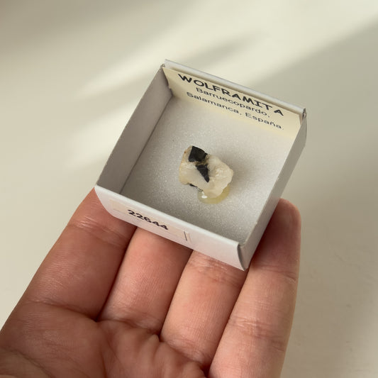 Wolframite (Barruecopardo, Salamanca) 22644