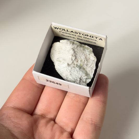 Wollastonite (Pedreres de Marbre, Gualba, Barcelona) 22649