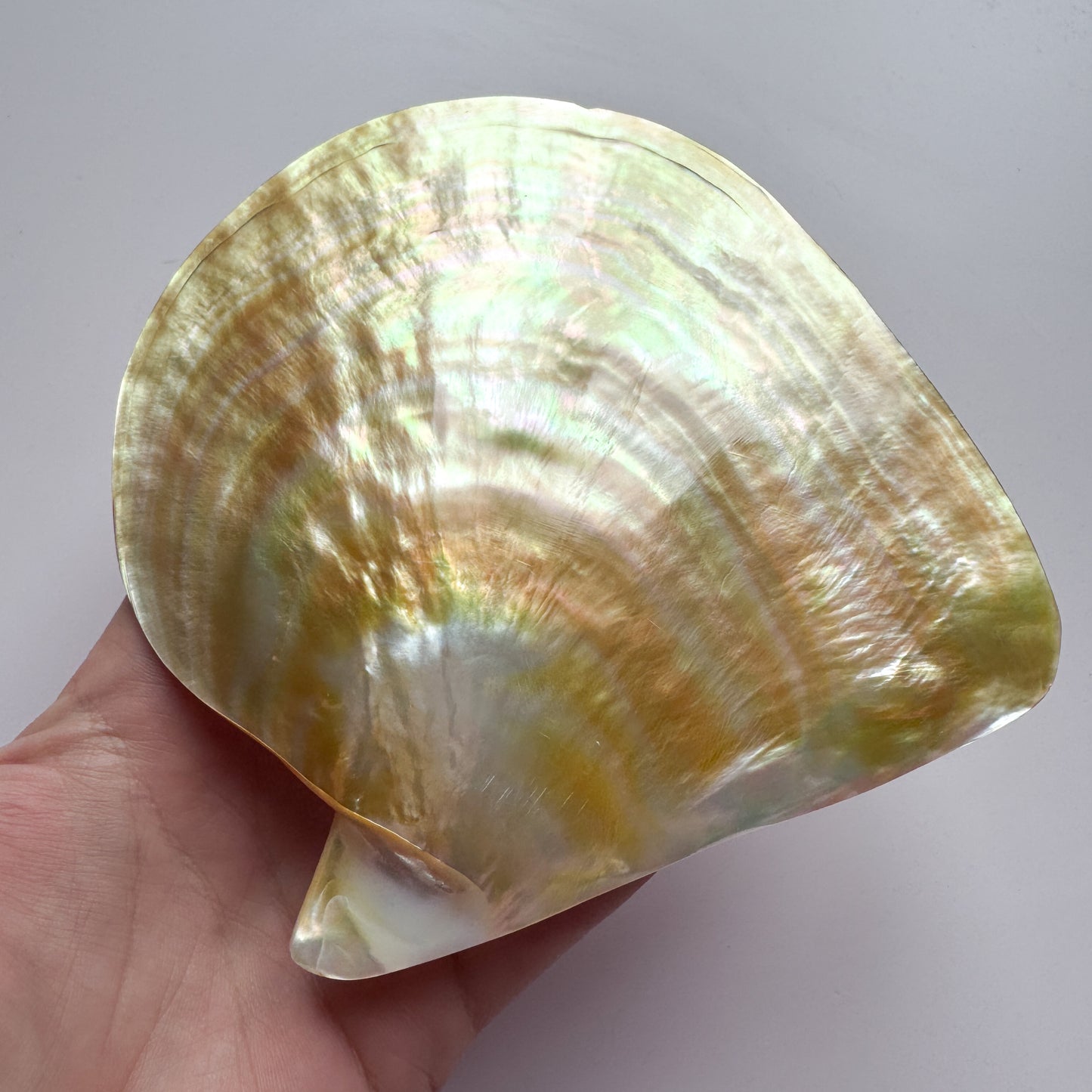 Large Mother Of Pearl Shell