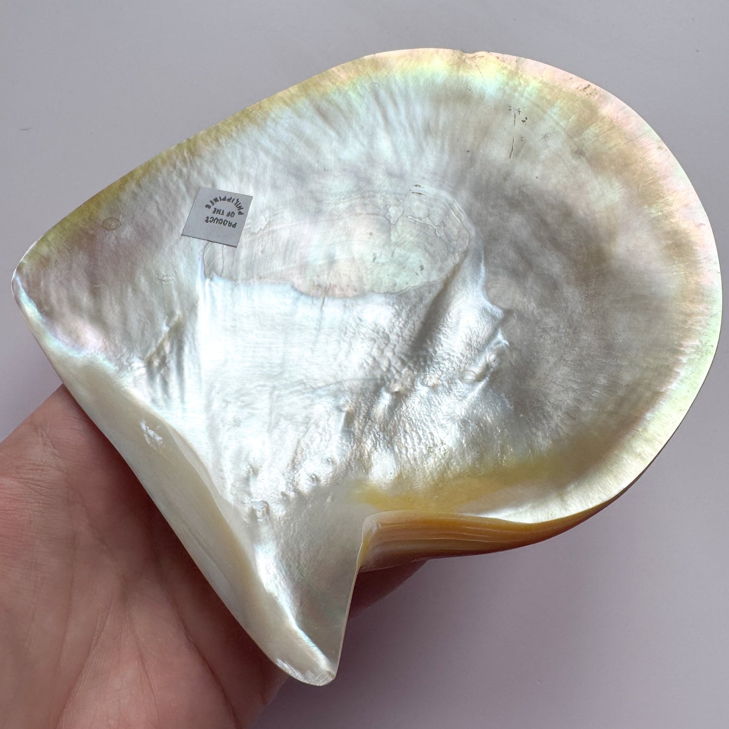 Large Mother Of Pearl Shell