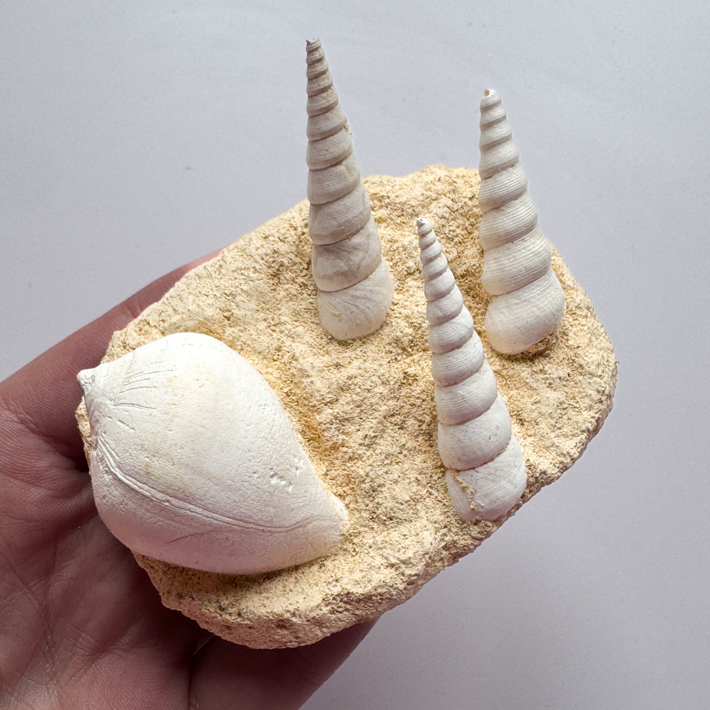 Turitella Fossil Shell