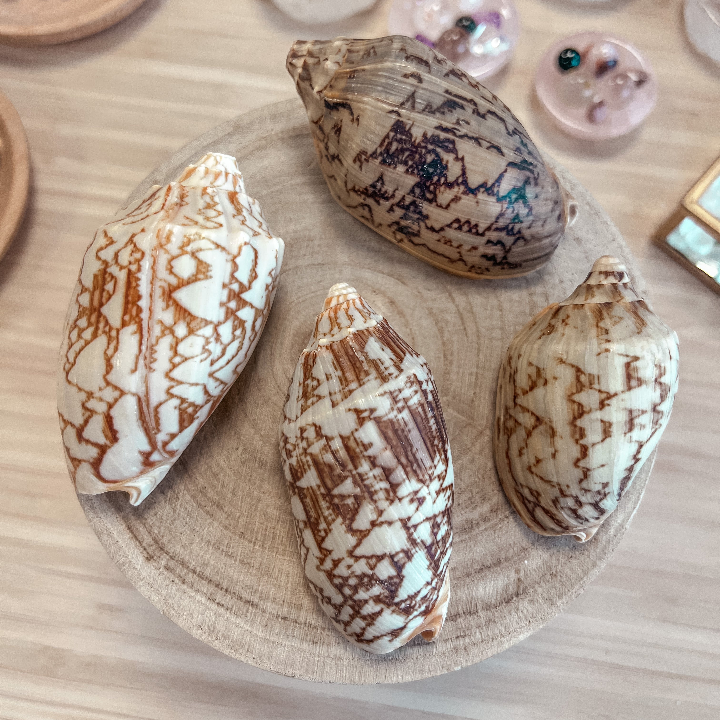Bat Sea Shell Bat Wing Seashell – Tide & Moon